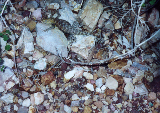 lizard