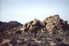 jtree5