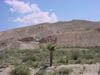 lonetree
