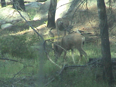 deer