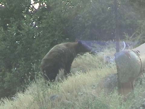 teenbear