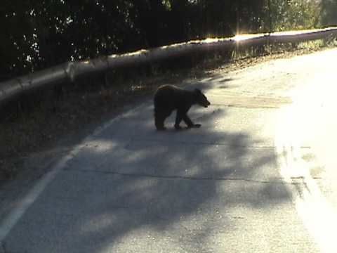 teenbear4
