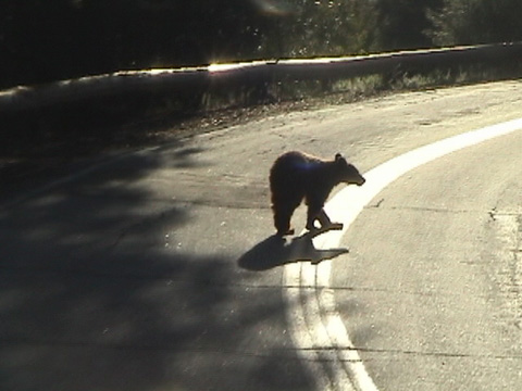 teenbear5