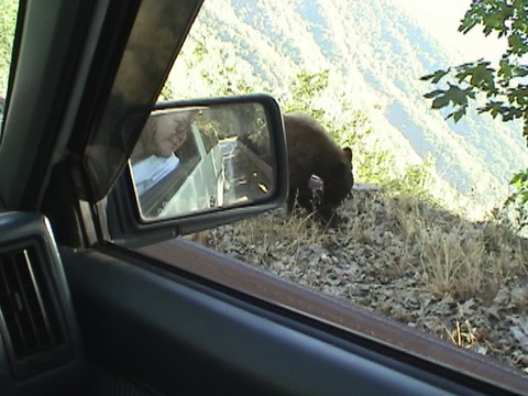 teenbearcar2