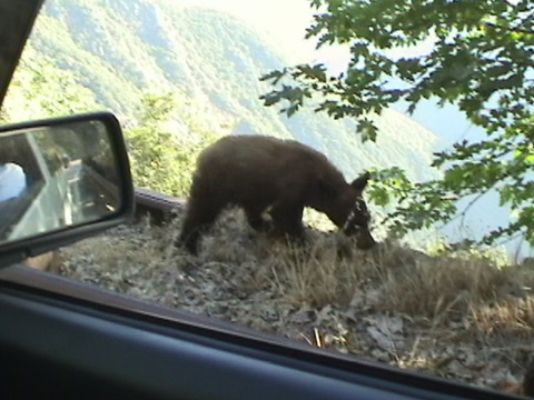 teenbearcar3