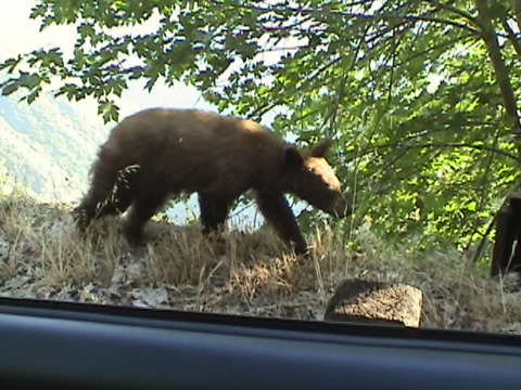 teenbearcar7