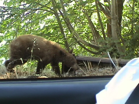 teenbearcar9