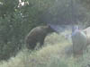 teenbear