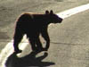 teenbear6