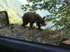 teenbearcar5