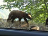 teenbearcar7