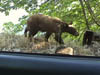 teenbearcar8