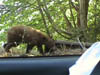 teenbearcar9