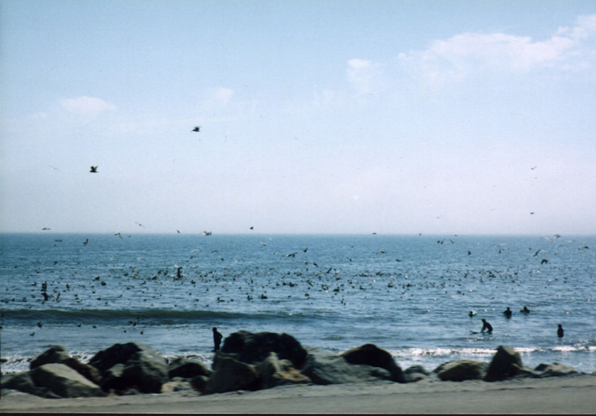 thebirds