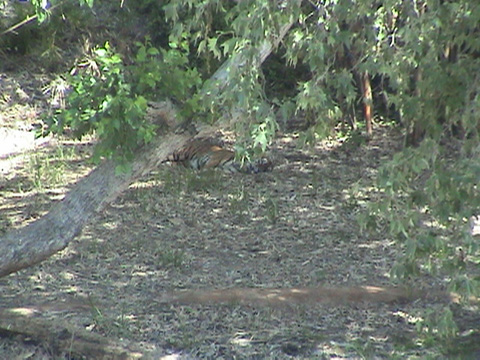 tiger